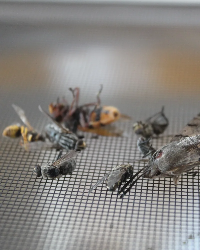 Insektenschutzgitter im Detail
